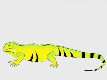 My Iguana